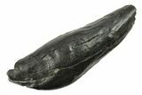 Fossil Sperm Whale (Scaldicetus) Tooth - South Carolina #277317-1